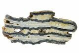 Mammoth Molar Slice With Case - South Carolina #135306-1